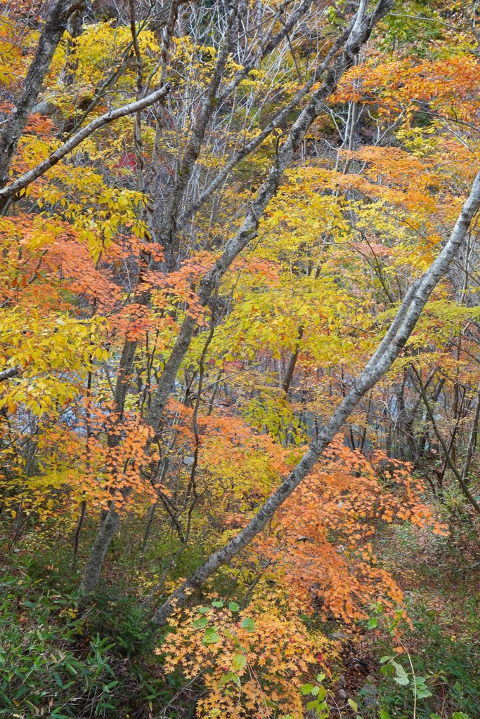 紅葉・１