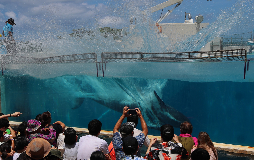 美ら海水族館・４