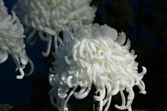 菊ー１