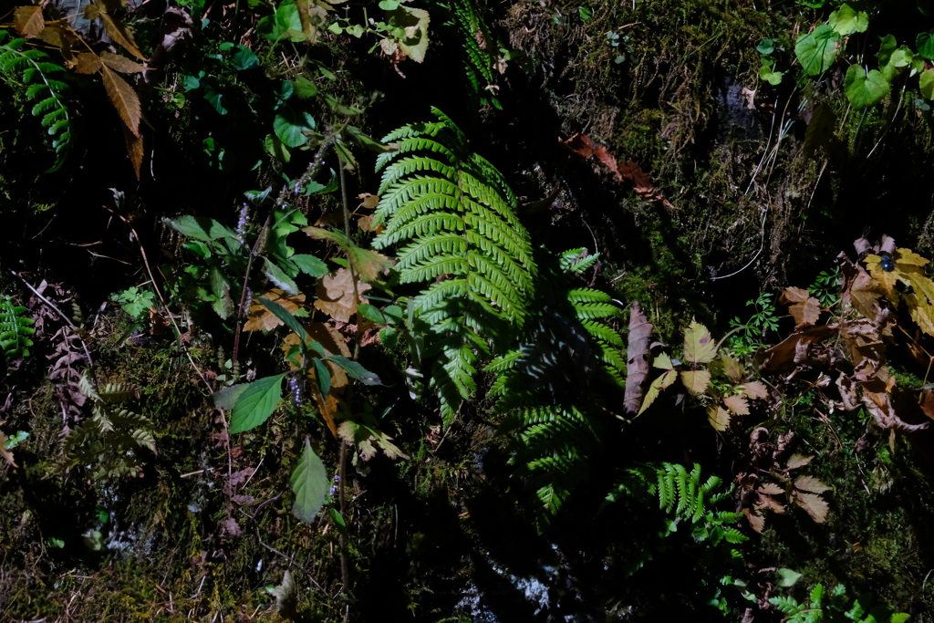 白糸の滝・３