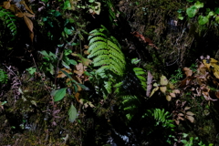白糸の滝・３