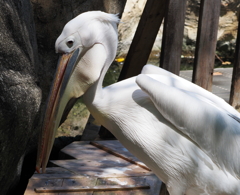 金沢動物園・４