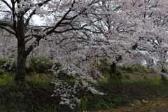 雨サクラー8