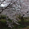 雨サクラー8