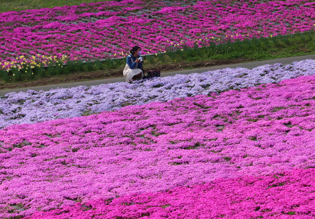 芝桜公園・１