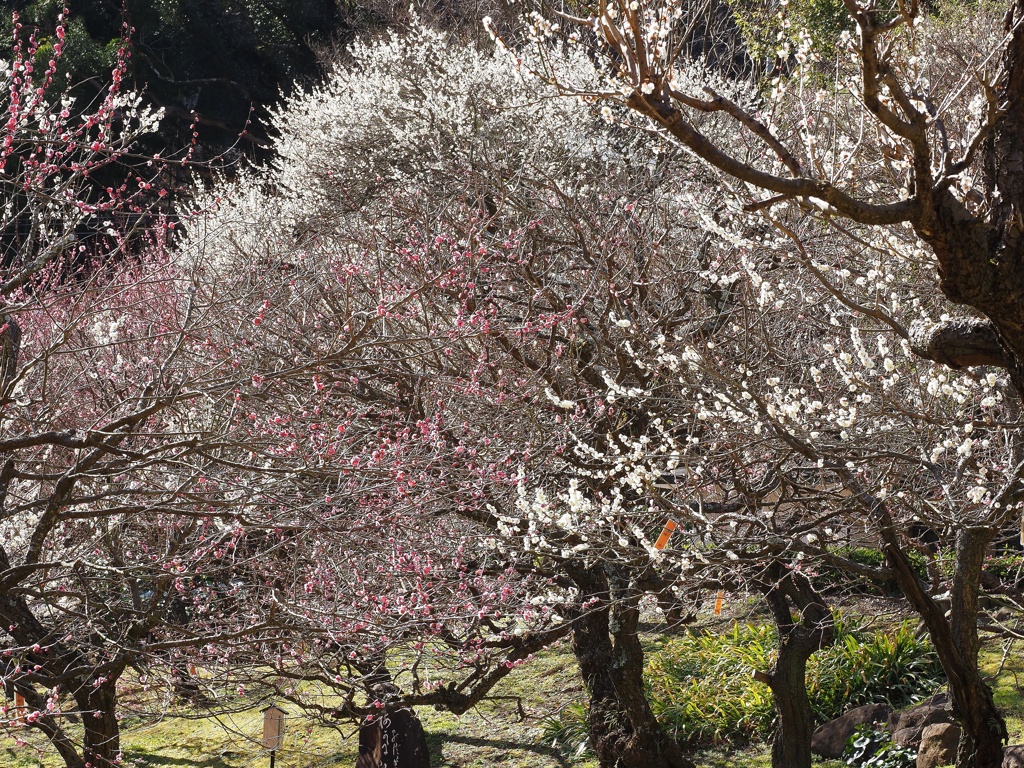 熱海梅園・１
