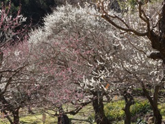 熱海梅園・１