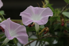朝顔