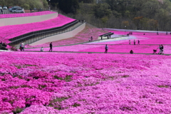 芝桜公園・２