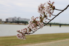 信濃川をバックにサクラ