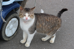 田代島・５