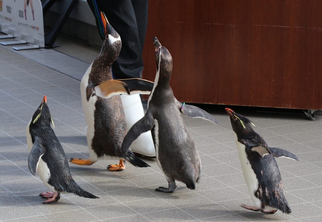 仙台うみの杜水族館・２