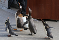 仙台うみの杜水族館・２