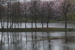 小雨サクラー２