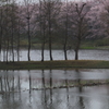 小雨サクラー２