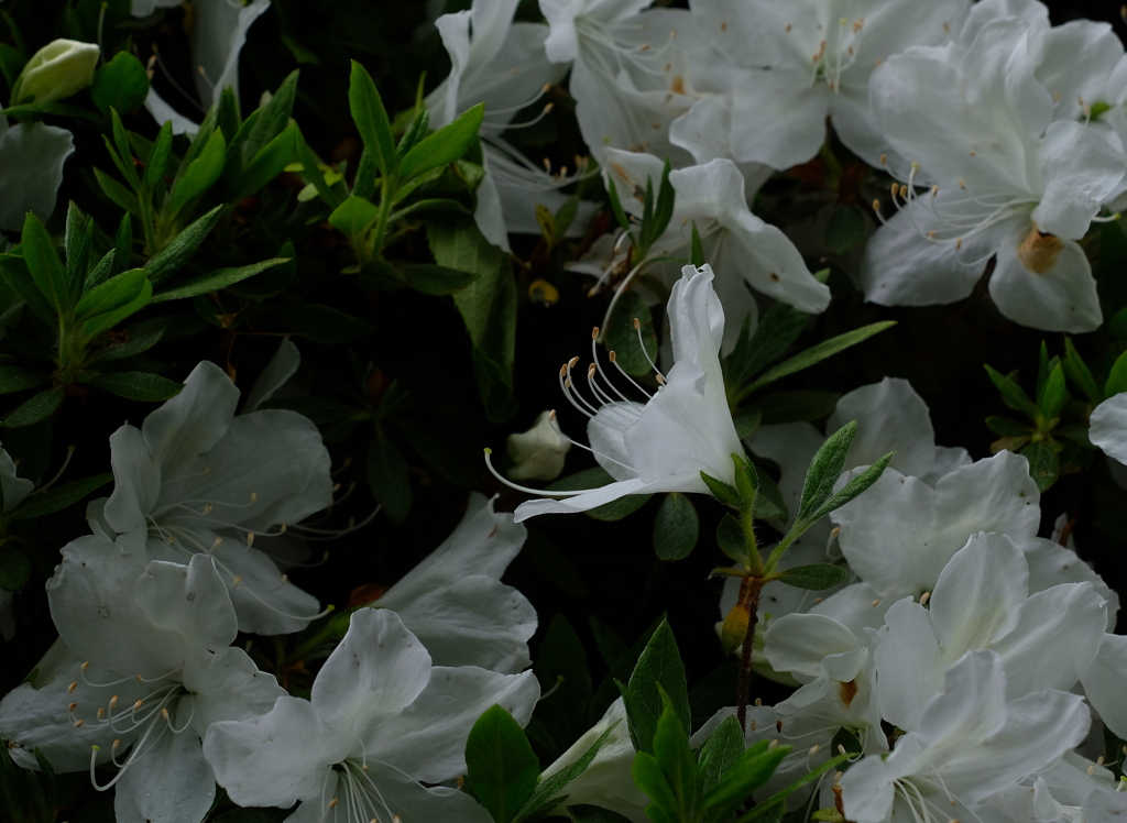 白つつじ公園・１
