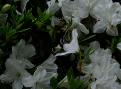 白つつじ公園・１