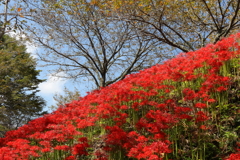 彼岸花・１