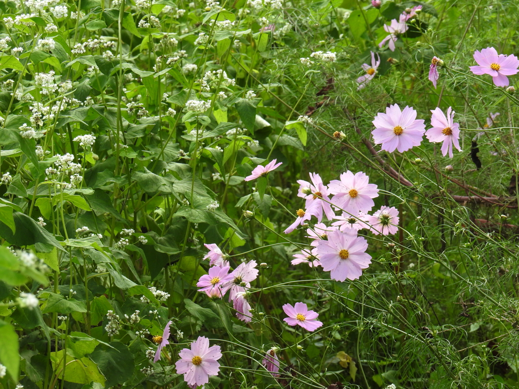 ソバの花とコスモス