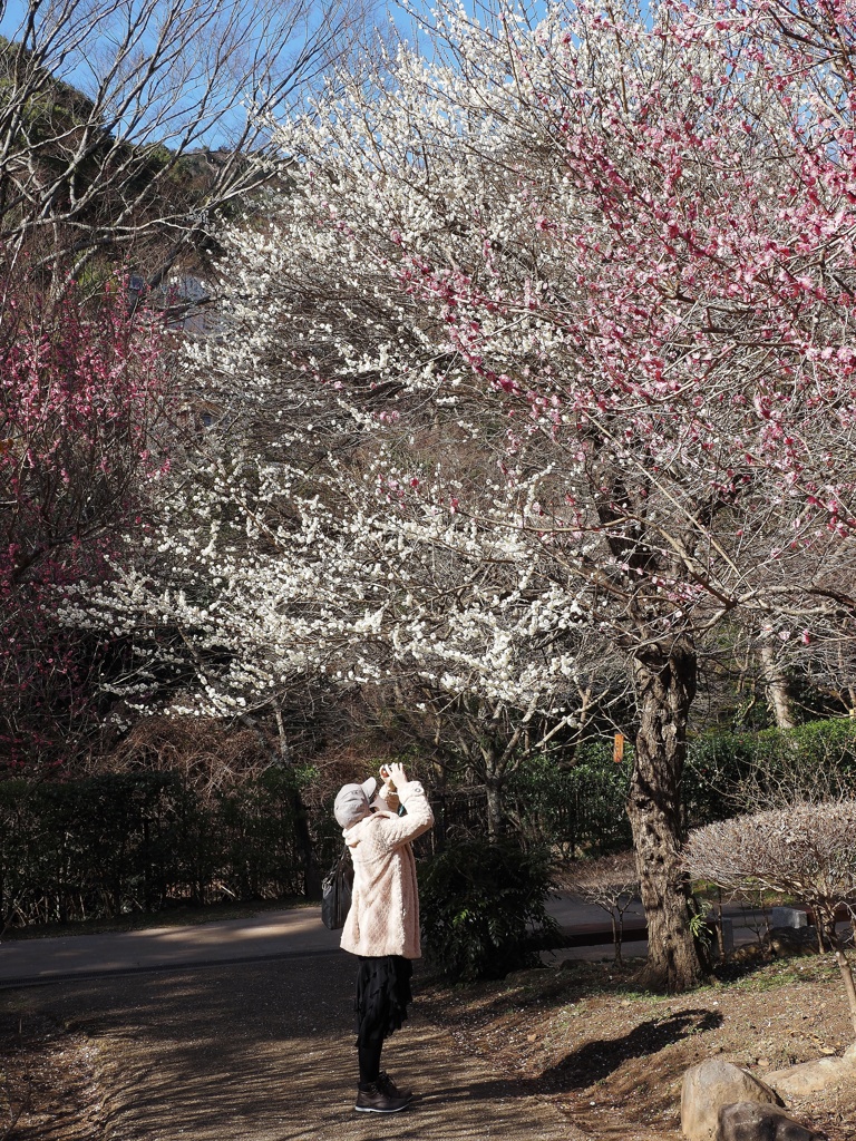 熱海梅園・２