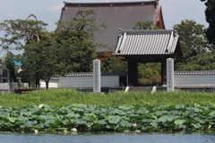 蓮・３