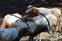 多摩動物公園ー５