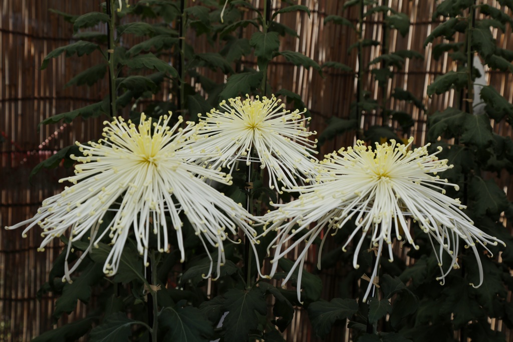 菊ー４