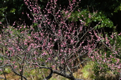 熱海梅園・４