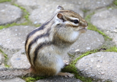 加茂山リス園・４