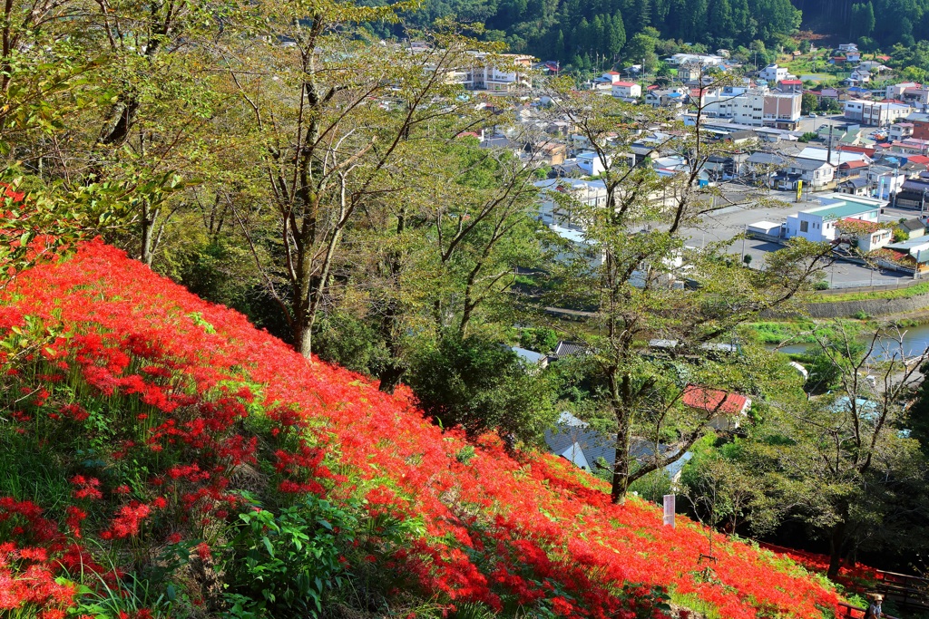 彼岸花・２