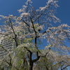 山下公園・１