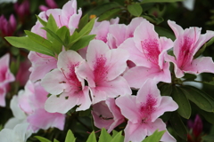 昭和記念公園ー５