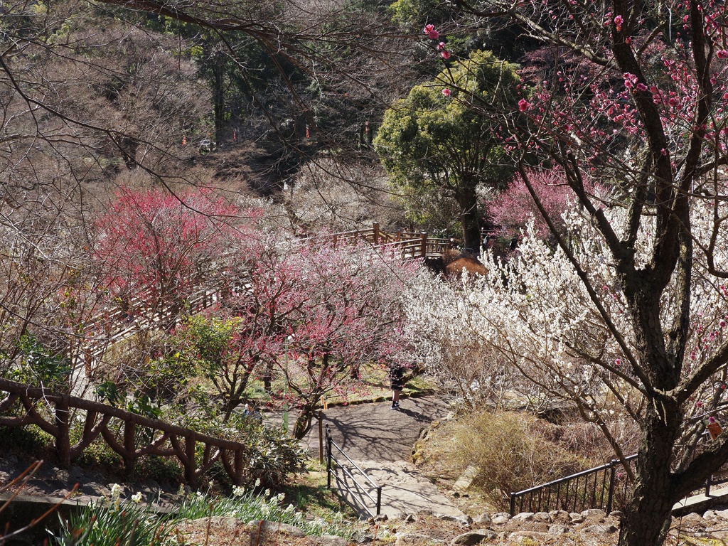 熱海梅園・３