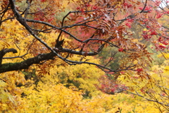 須川高原小雨・２