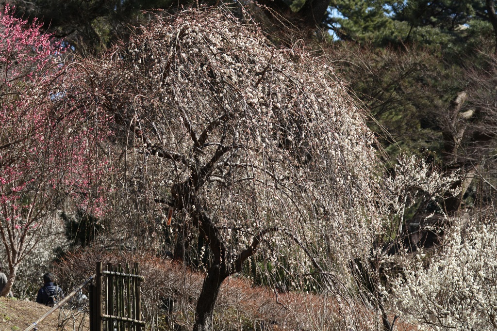 熱海梅園・２
