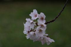 新潟市白山公園ー２