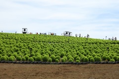 ひたち海浜公園・２