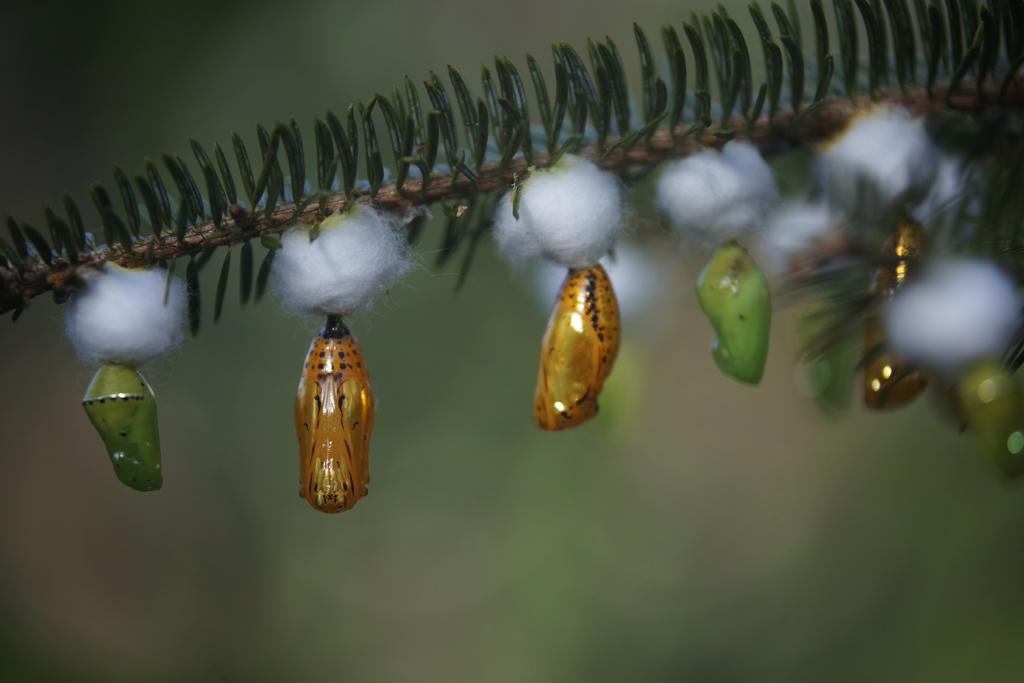 黄金と黄緑のサナギ