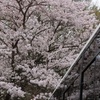 サクラ・７