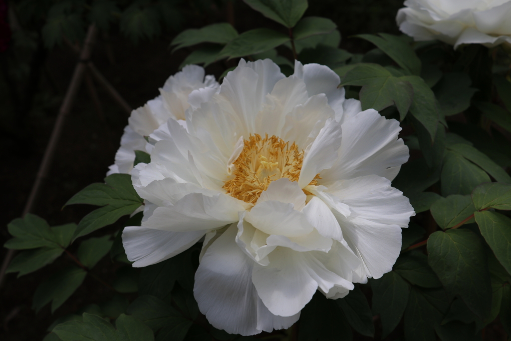 昭和記念公園ー１２（ＥＮＤ）