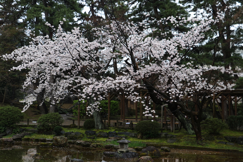 新潟市白山公園ー１