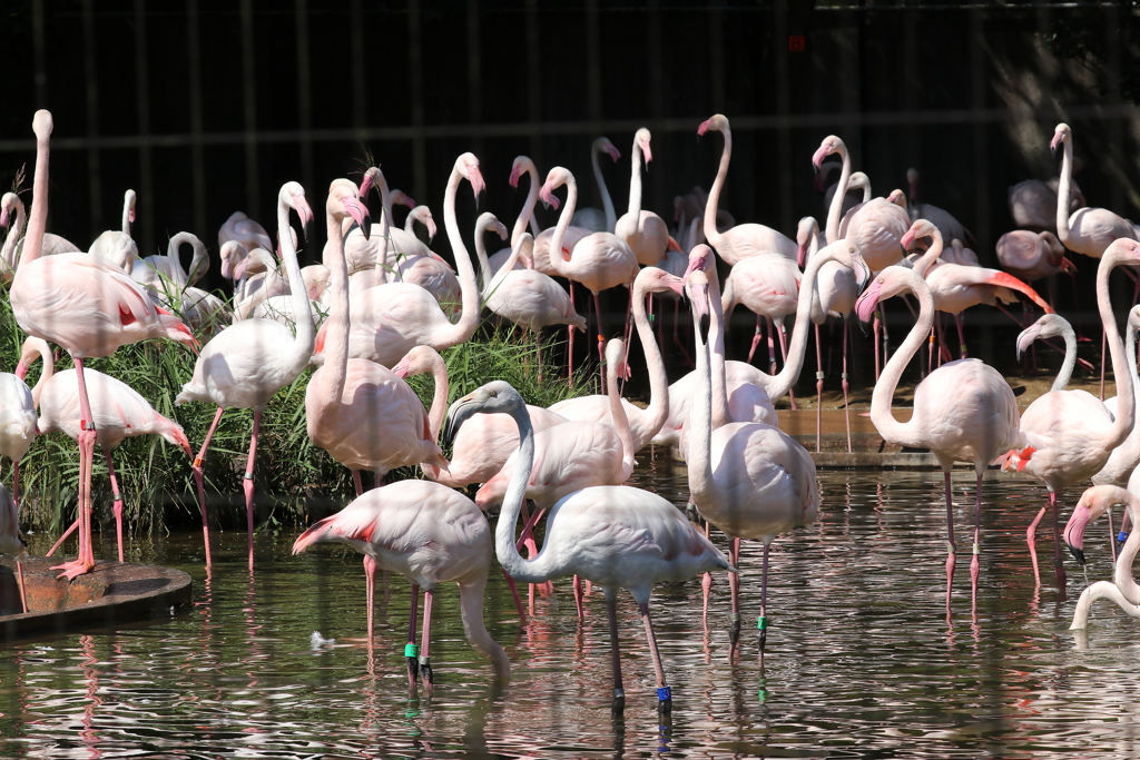 多摩動物公園ー９