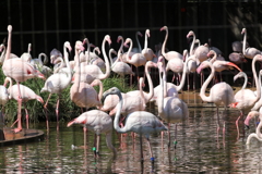 多摩動物公園ー９