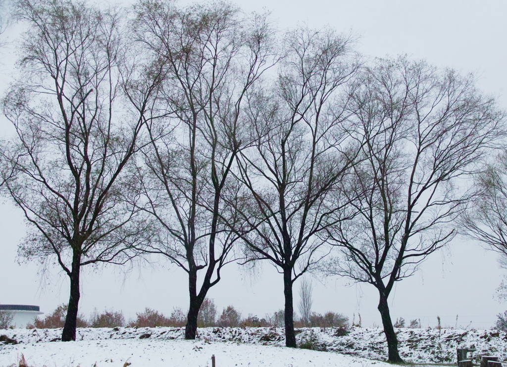 小雪の福島潟