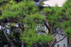 近隣散策ー１１