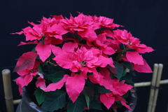 ポインセチア・３