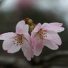 雨サクラー４