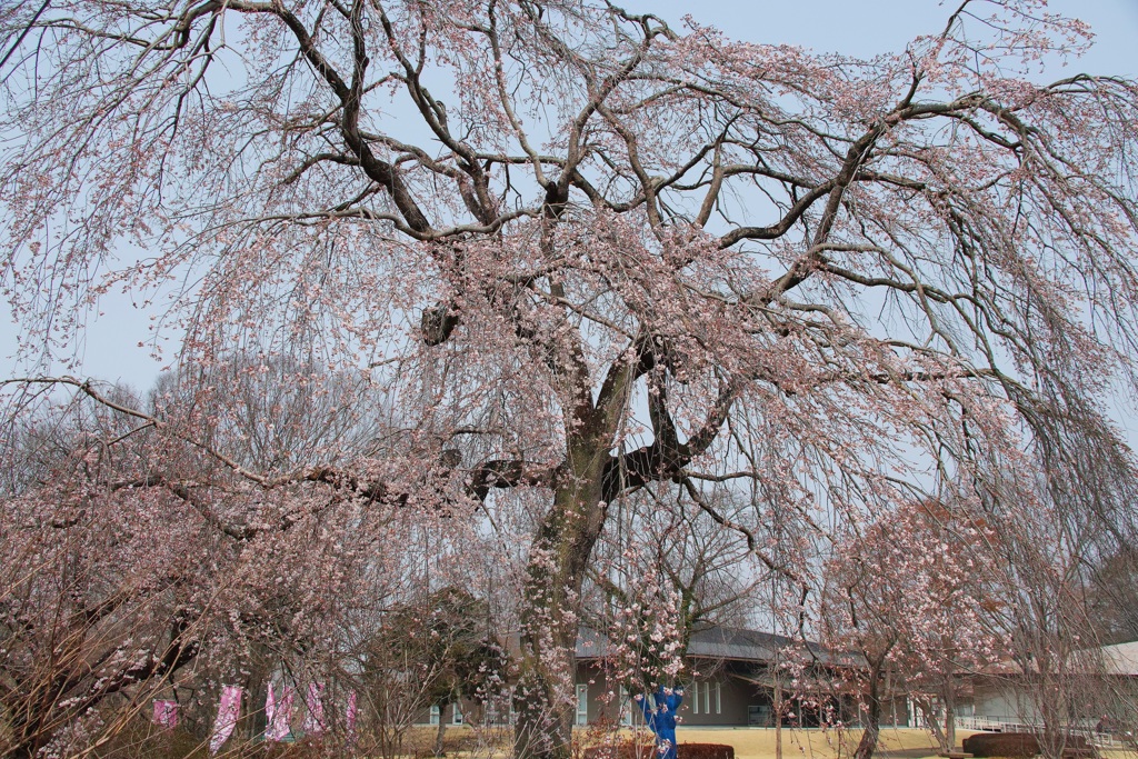 天平の丘公園・２
