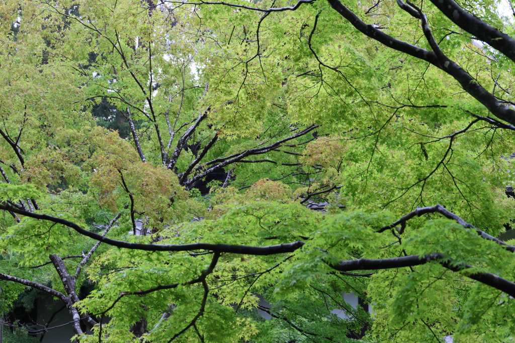 仙台輪王寺・４