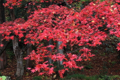 弥彦公園・２